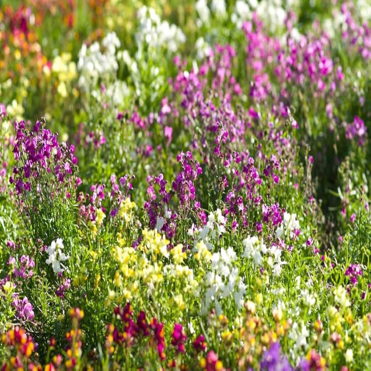Moroccan Toadflax Seeds for Planting - Unique Flowers for Home Garden & Flower Bed