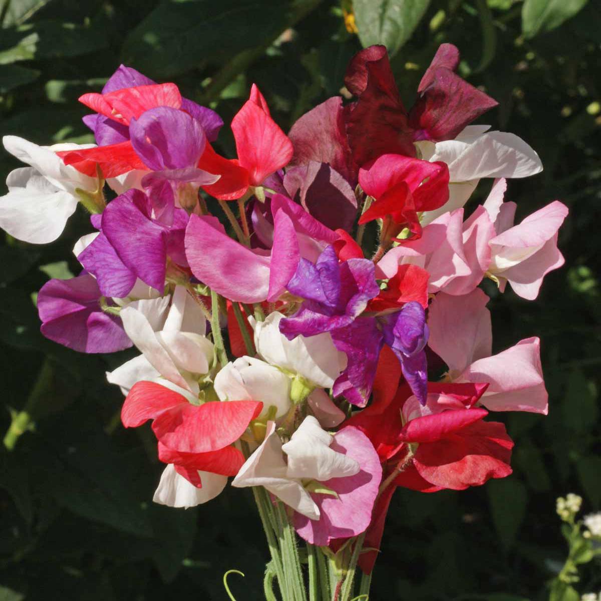 Royal Sweet Pea Mix Seeds Flower Seeds for Garden and Container Planting
