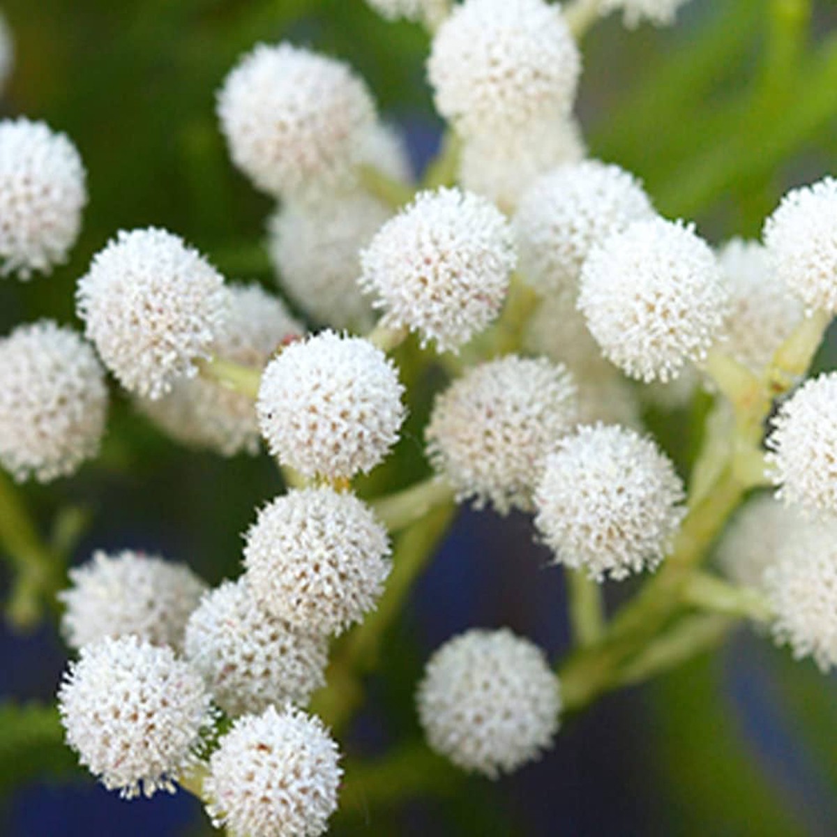 Silver Brunia Brunia Albiflora Flower Seeds
