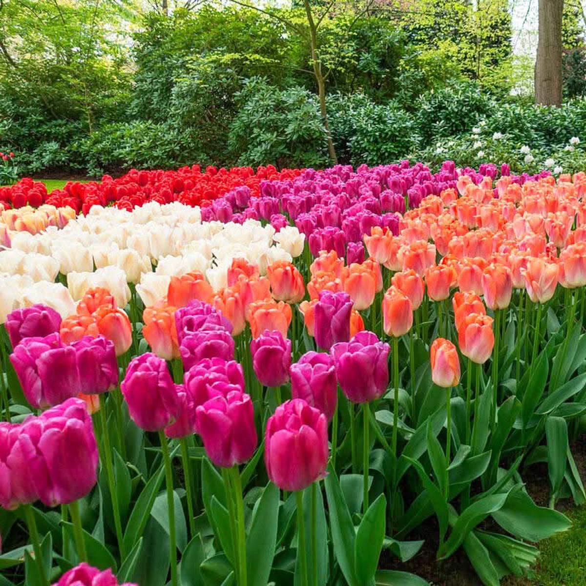 Tulip Mixed Colors Varieties Flower Seeds