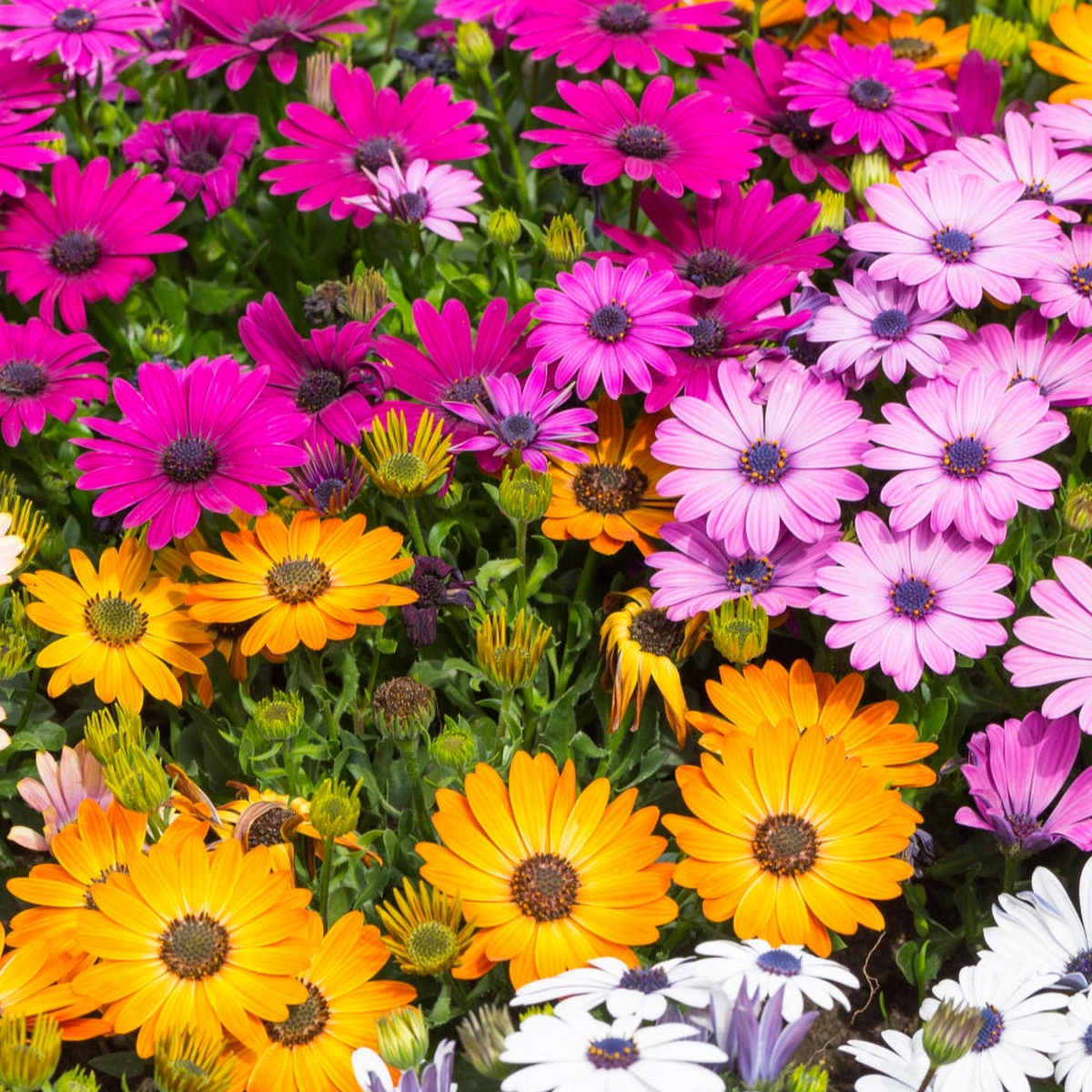 African Daisy Flower Seeds for Planting  Heirloom, Non-GMO, Pollinator-Friendly, Annual