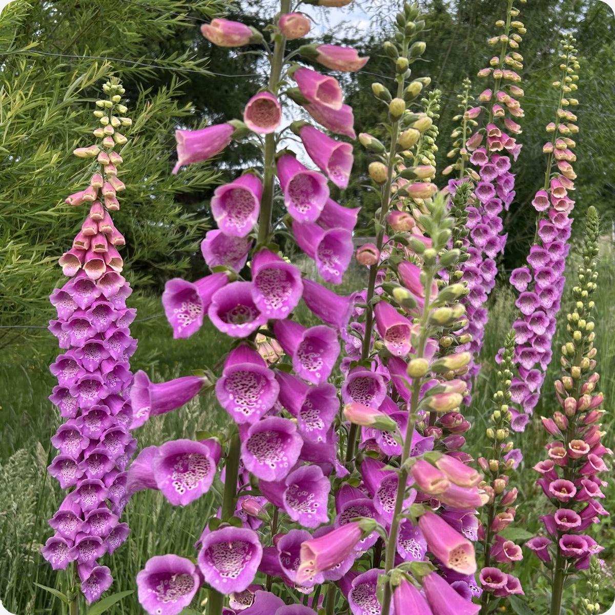 Foxglove Seeds - Purple Faerie Glove