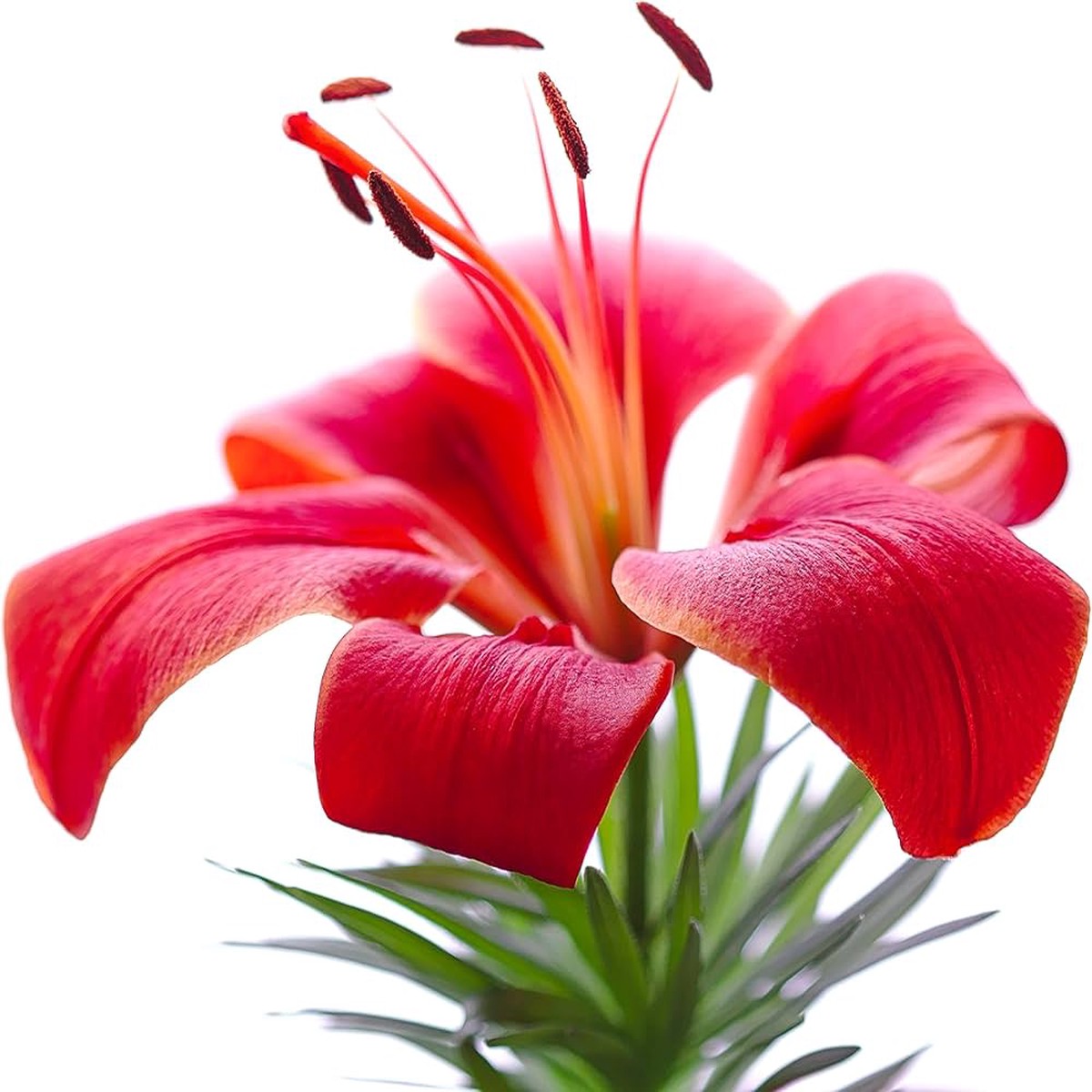 Lily Seeds for Planting Lilium Asiatic flower bed border garden