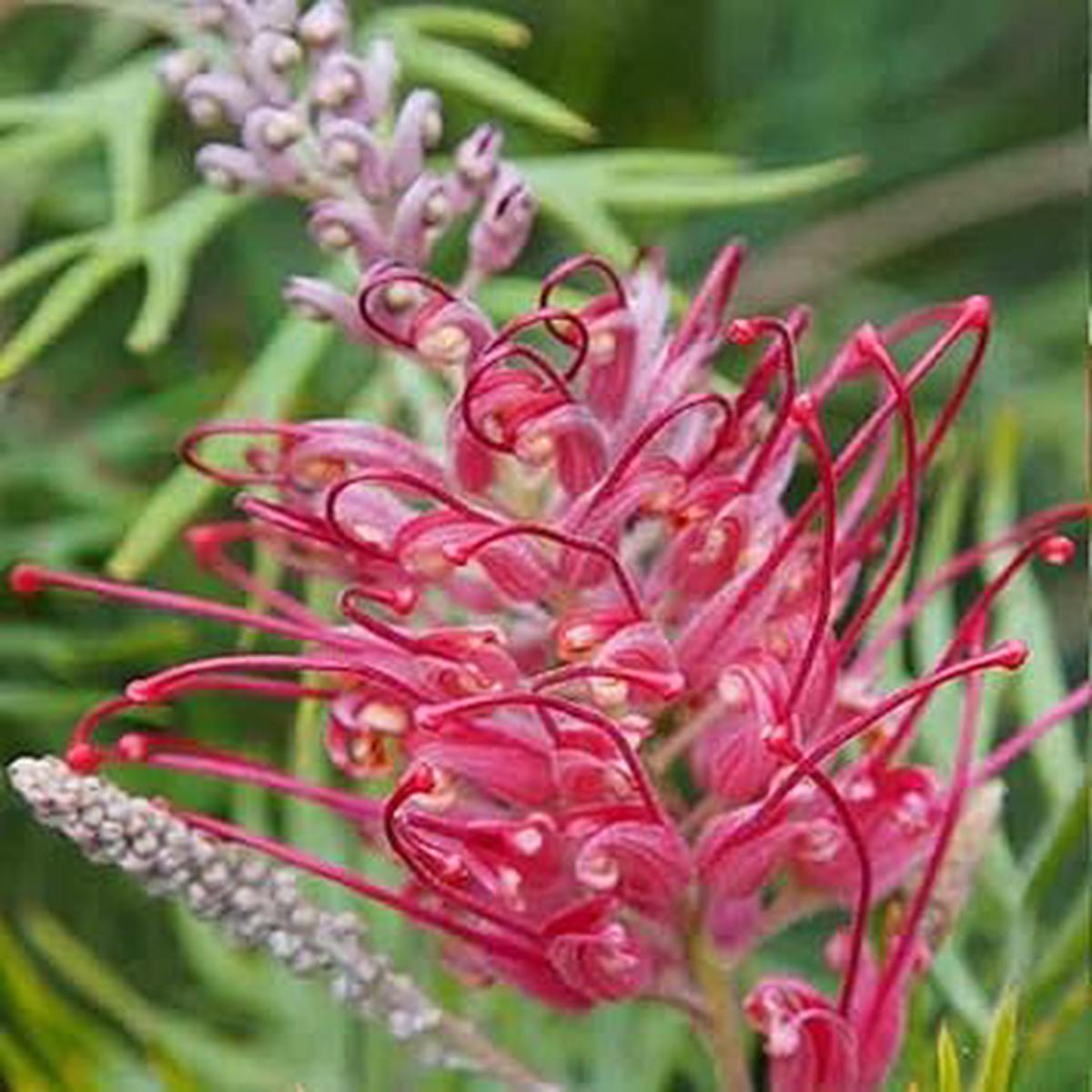 Thick Pink Grevillea Robusta Seeds for Planting Heirloom, Non-GMO, High Germination Organic Garden Seeds
