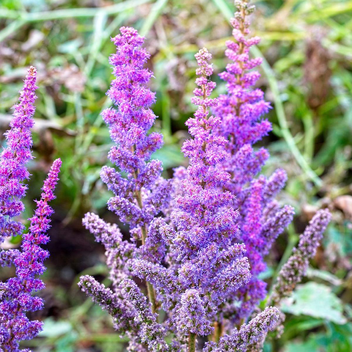 Astilbe Flower Seeds For Planting Violet Blooms