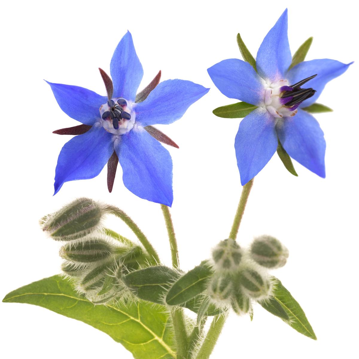 Borage Seeds for Planting Starflower Variety Heirloom, Non-GMO, Pollinator-Friendly