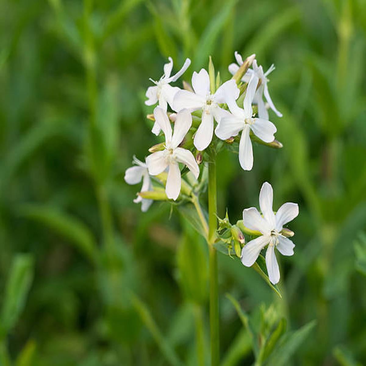 Catchfly Silene Pendula Snowdrop Flower Seeds for Planting