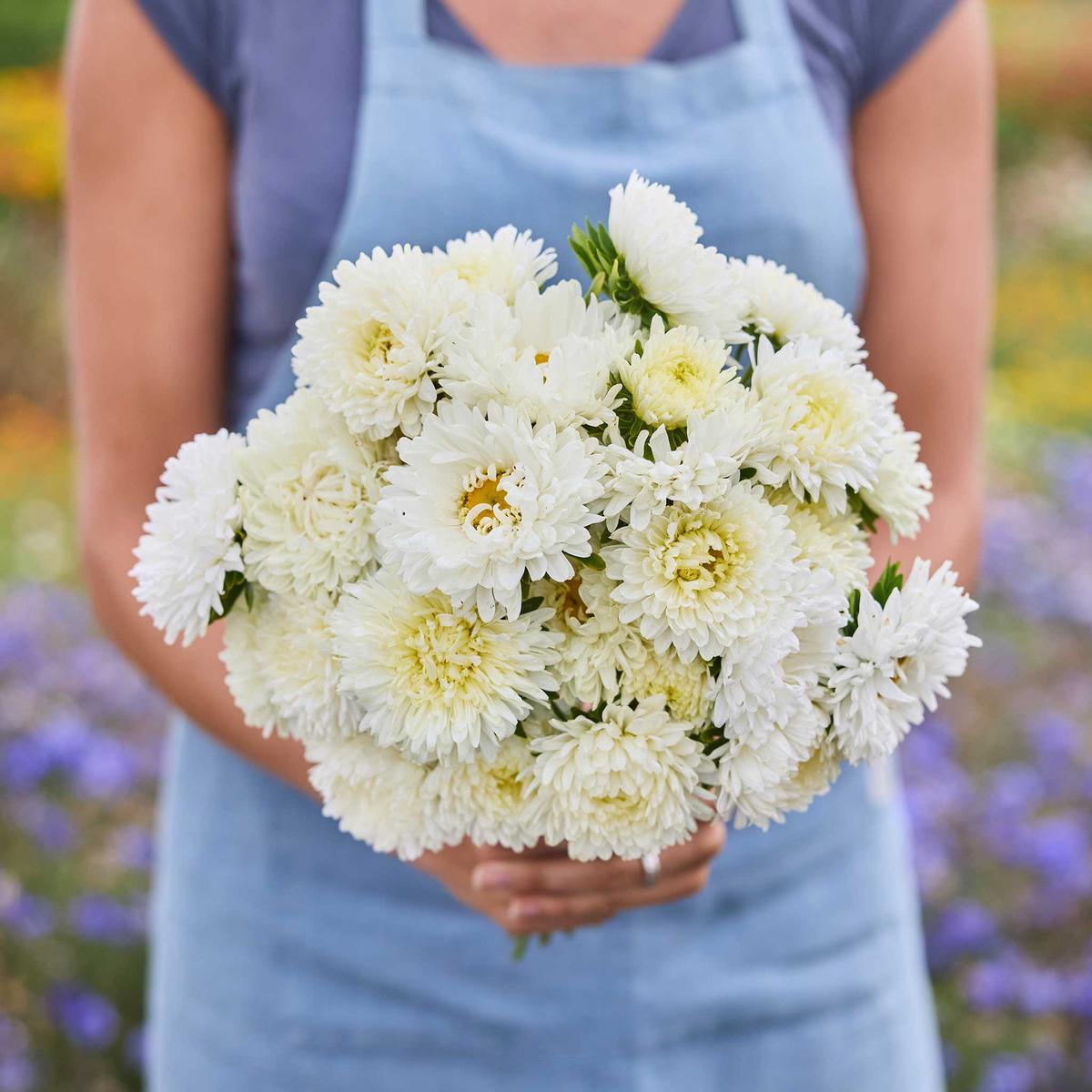 China Aster Seeds - Duchess Yellow