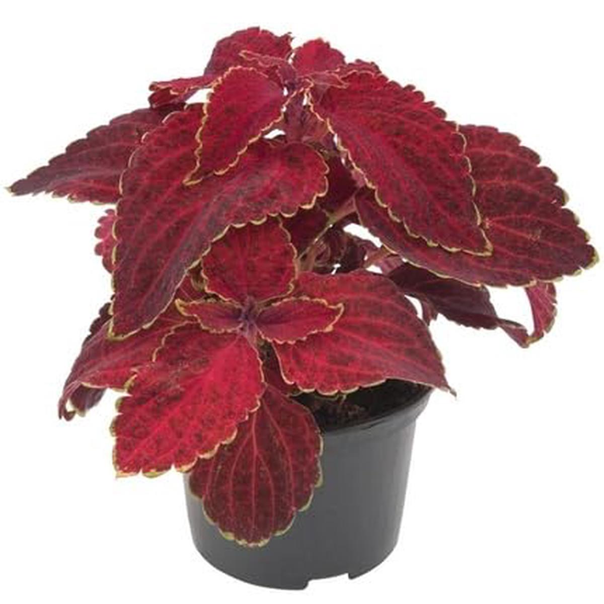 Coleus