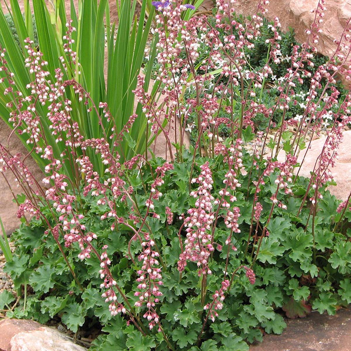 Heuchera Pulchella Flower Seeds for Planting Bright Blooms, Heirloom, Non-GMO, Organic Garden Seeds