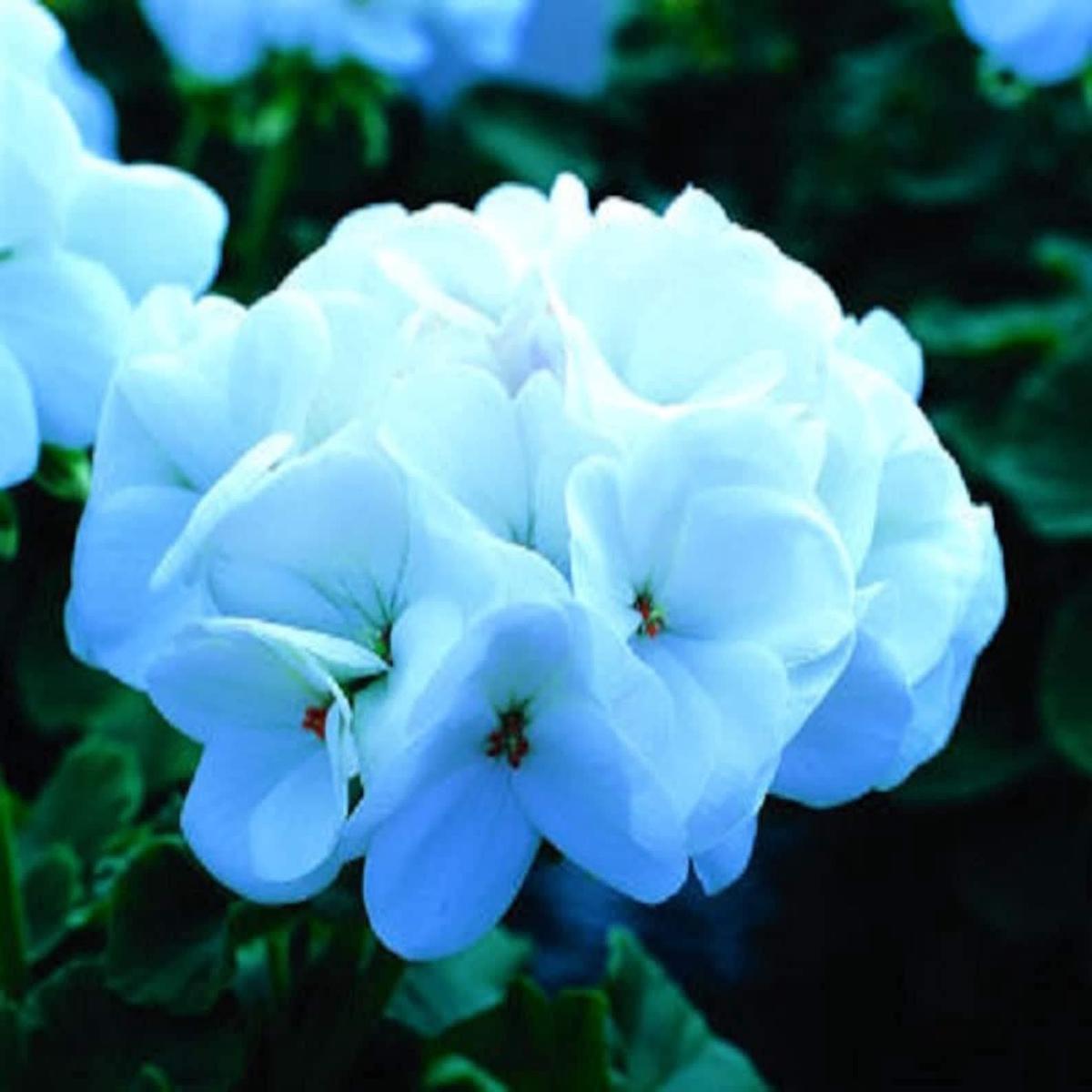 Saturn White Lightning Geranium Seeds for Planting Pelargonium Flower Bed