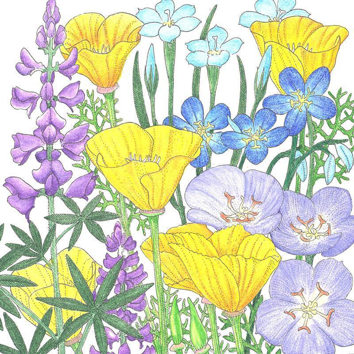California Native Blue 038 Gold Wildflower Mix (14 lb)