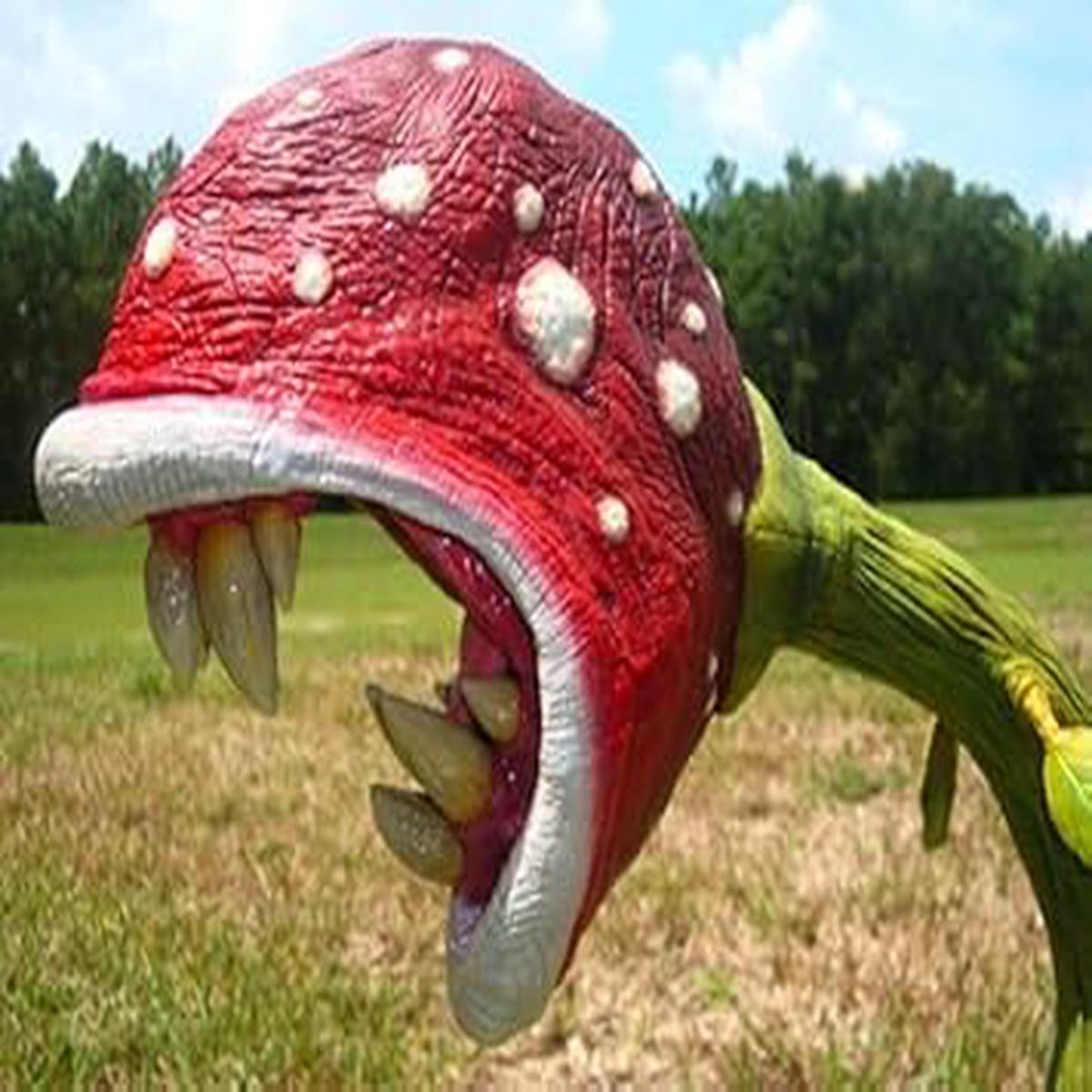 Enchantress Plant Seeds for Planting Carnivorous Exotic Heirloom, Non-GMO, High Germination