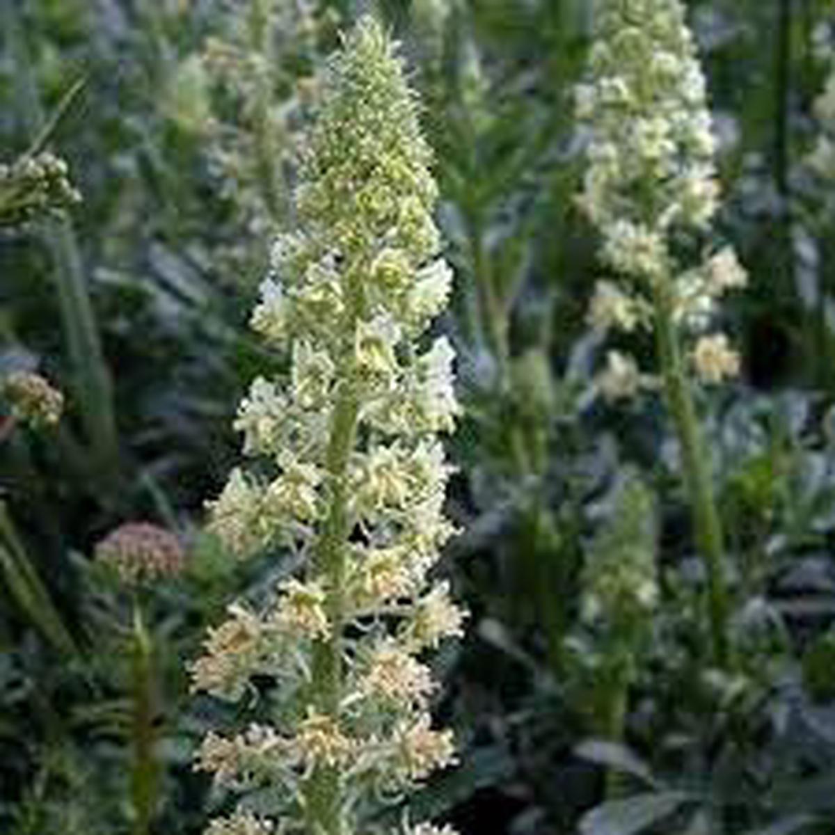 Heirloom Non-GMO Mignonette Flower Seeds for Planting Fragrant Blooms for Pollinator-Friendly Gardens