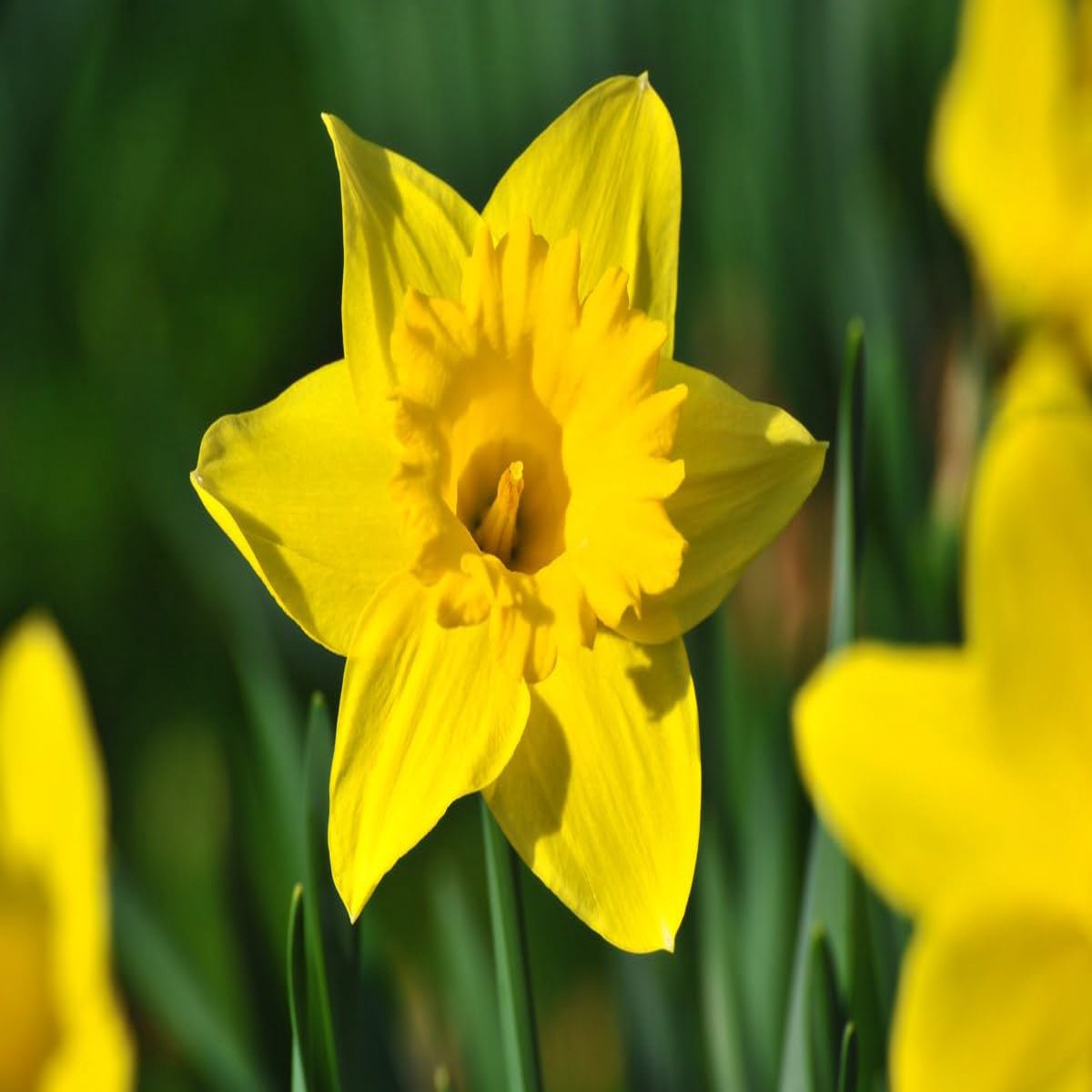 Narzisse Flower Seeds for Planting Bright Spring Blooms for Gardens & Pots