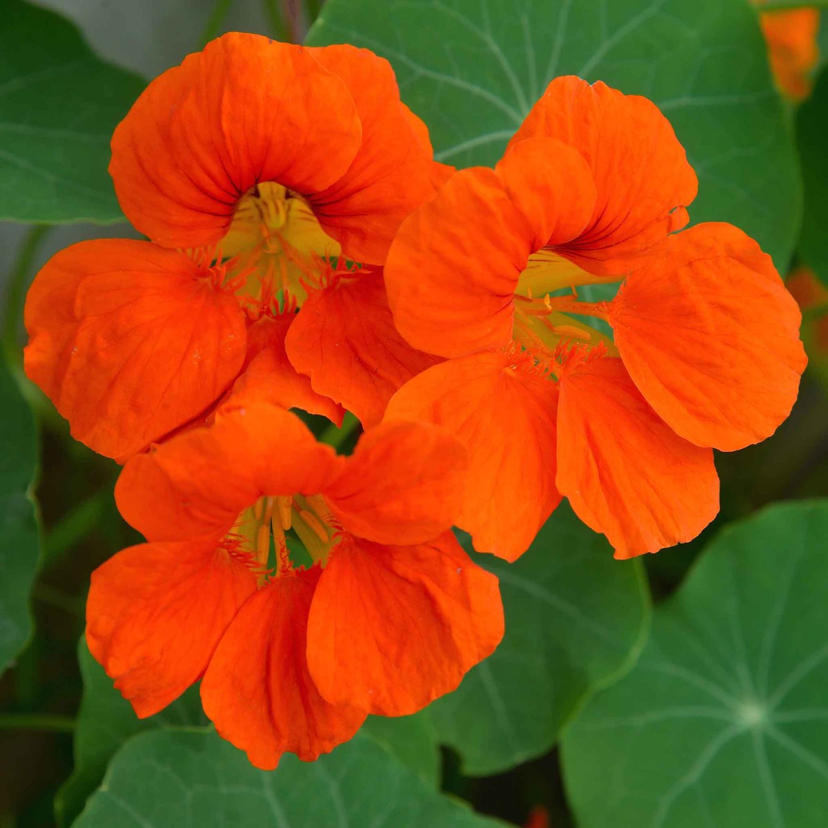 Nasturtium Seeds - Spitfire