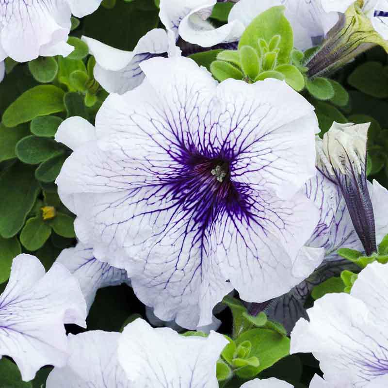 Petunia Seeds - Silver Blue