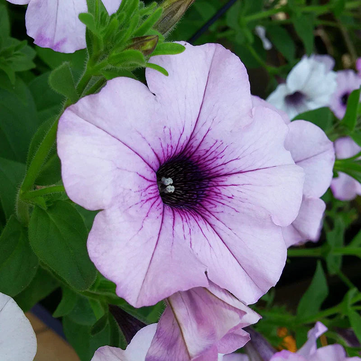 Silver Petunia Flower Seeds for Gorgeous Garden Blooms: Planting Guide and Tips