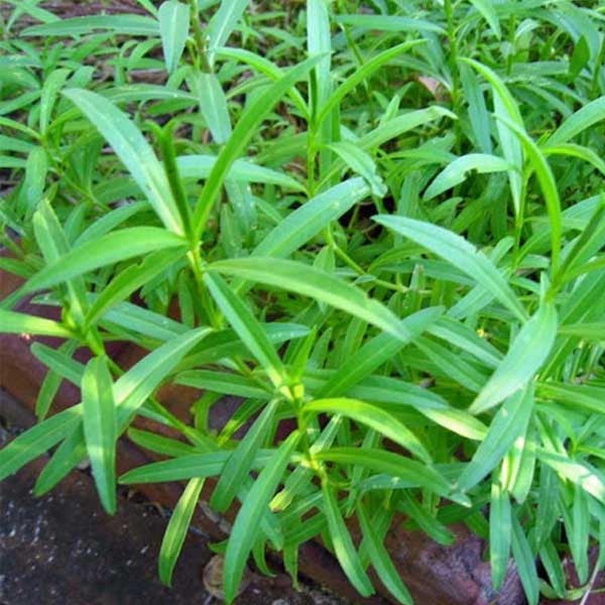 Tarragon Plant Seeds for Planting - NON GMO Seeds