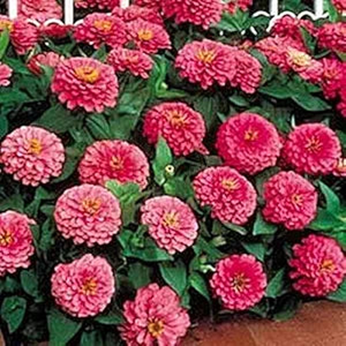 Zinnia Benary Giant Pink Seeds for Bright, Pink Zinnia Blooms