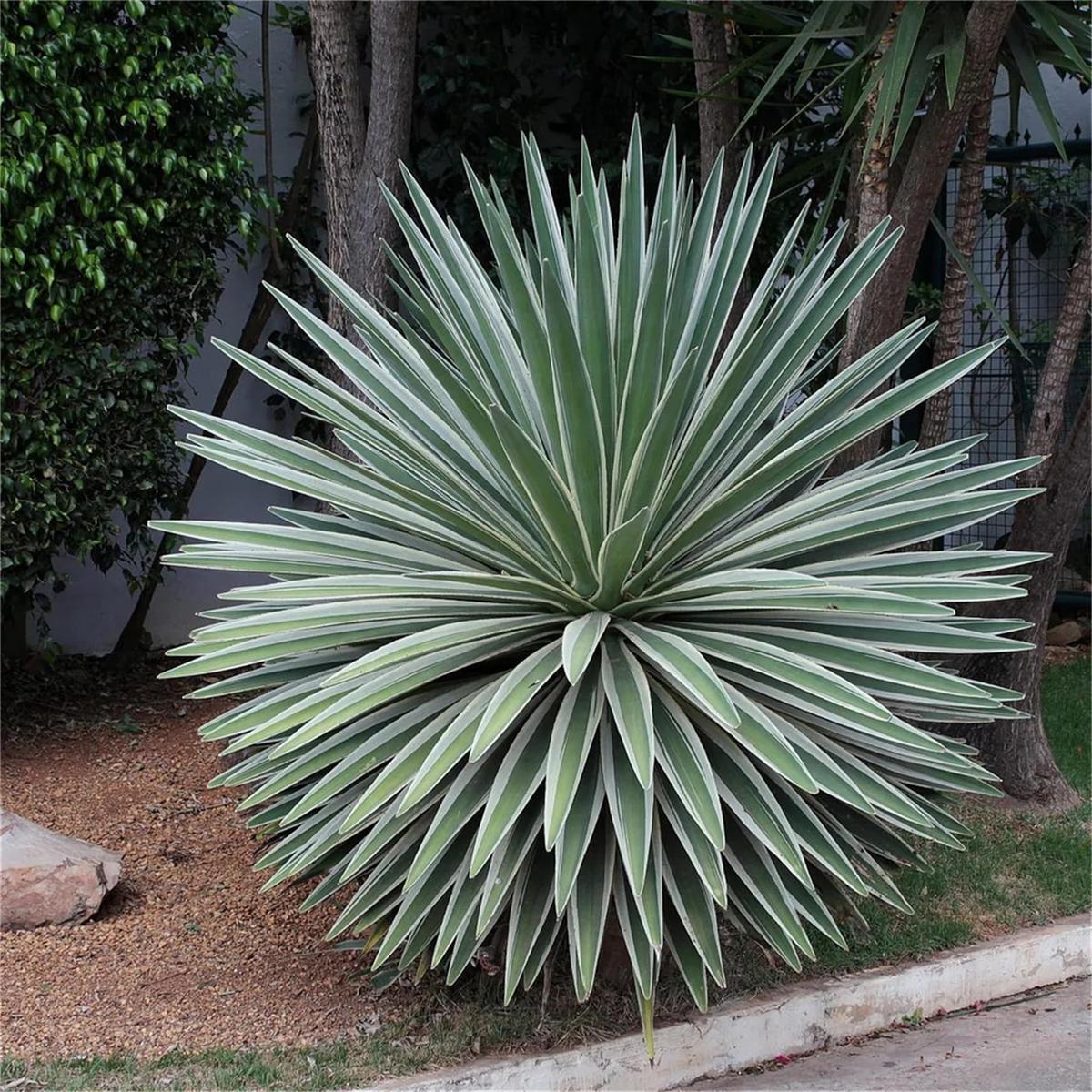 Agave Angustifolia Caribbean Agave Succulent Flower Seeds for Home Garden Planting, Decorative