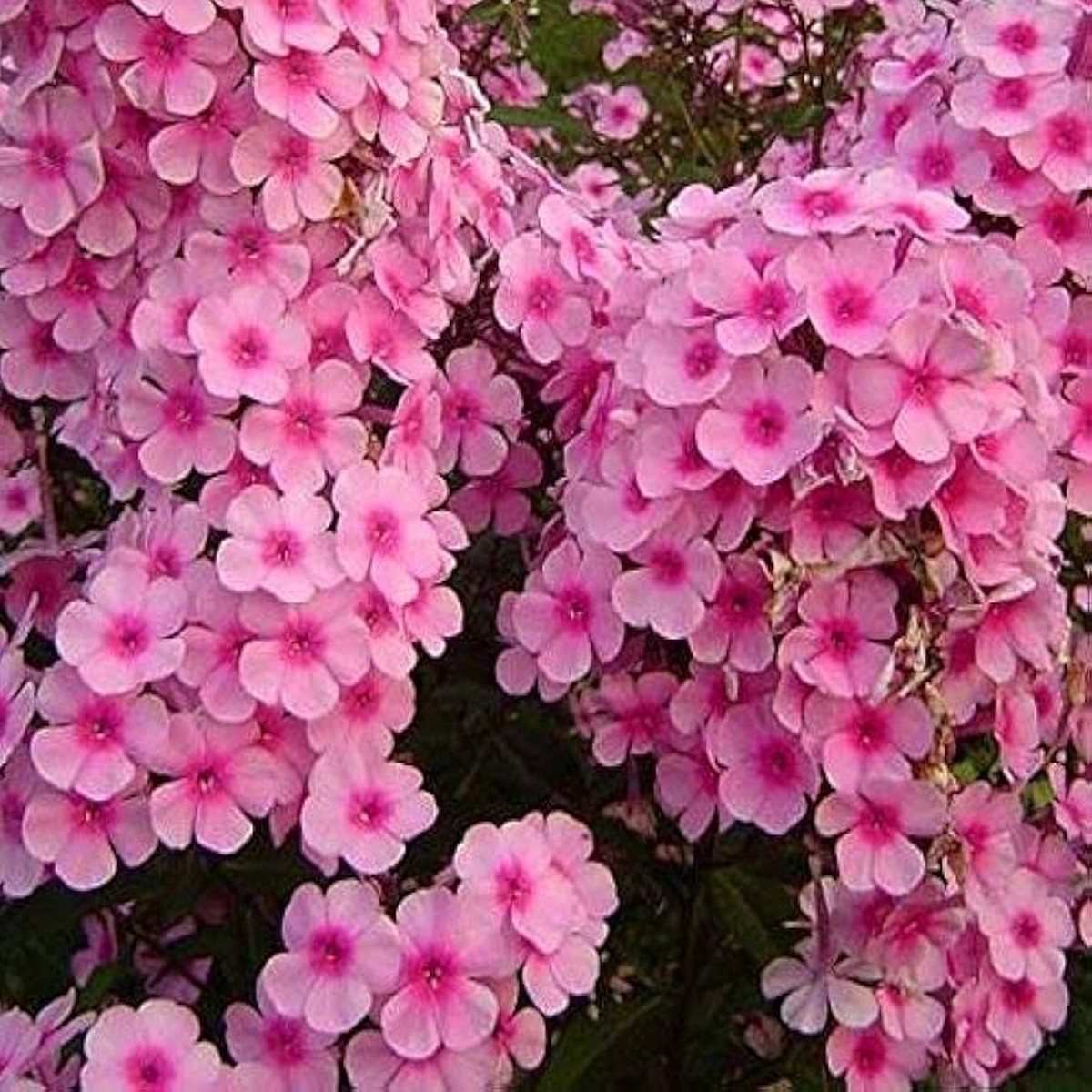 Brilliant Phlox Seeds, , Long-Lasting Flowers