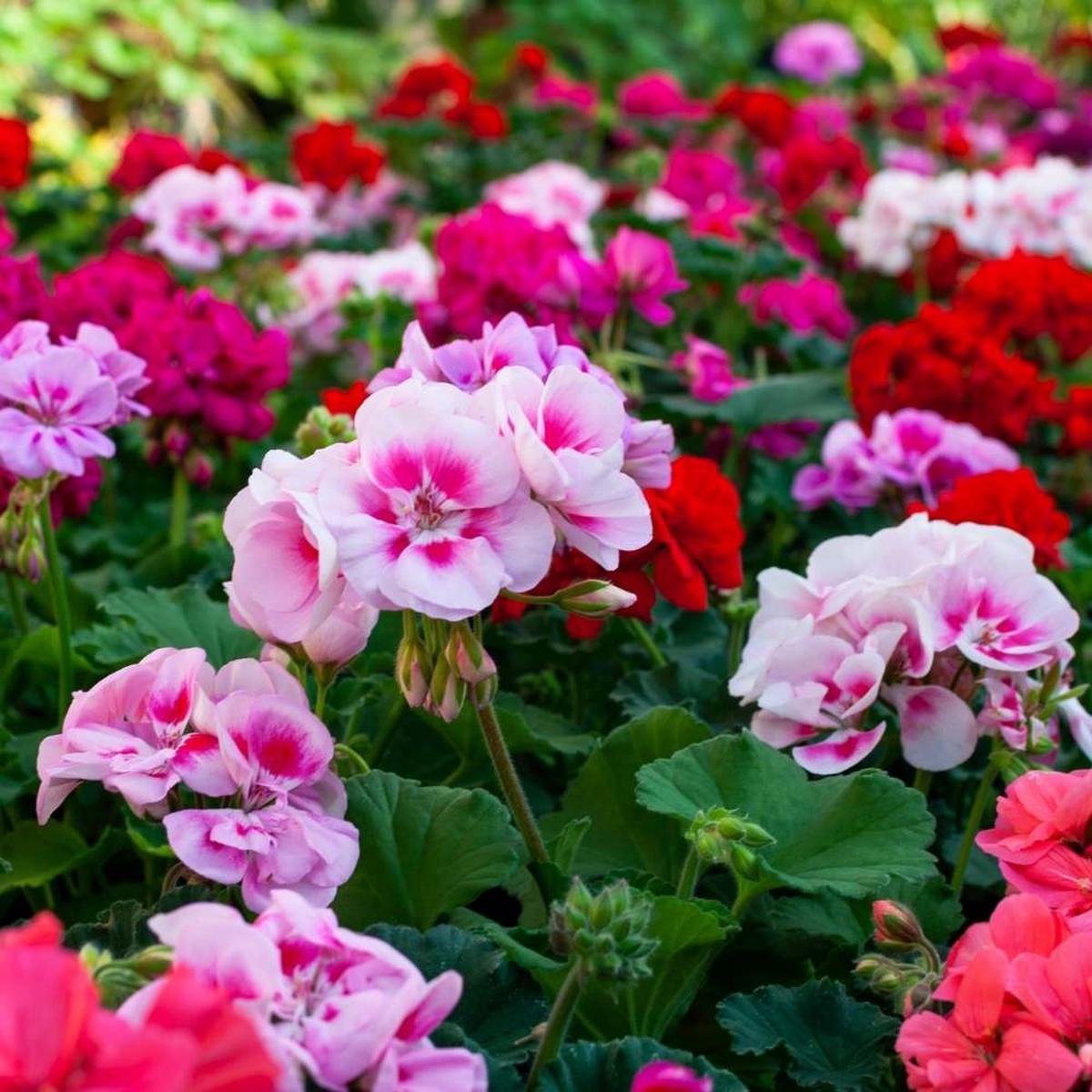 Geranium Pelargonium Hortorum, Flowering Seeds For Planting