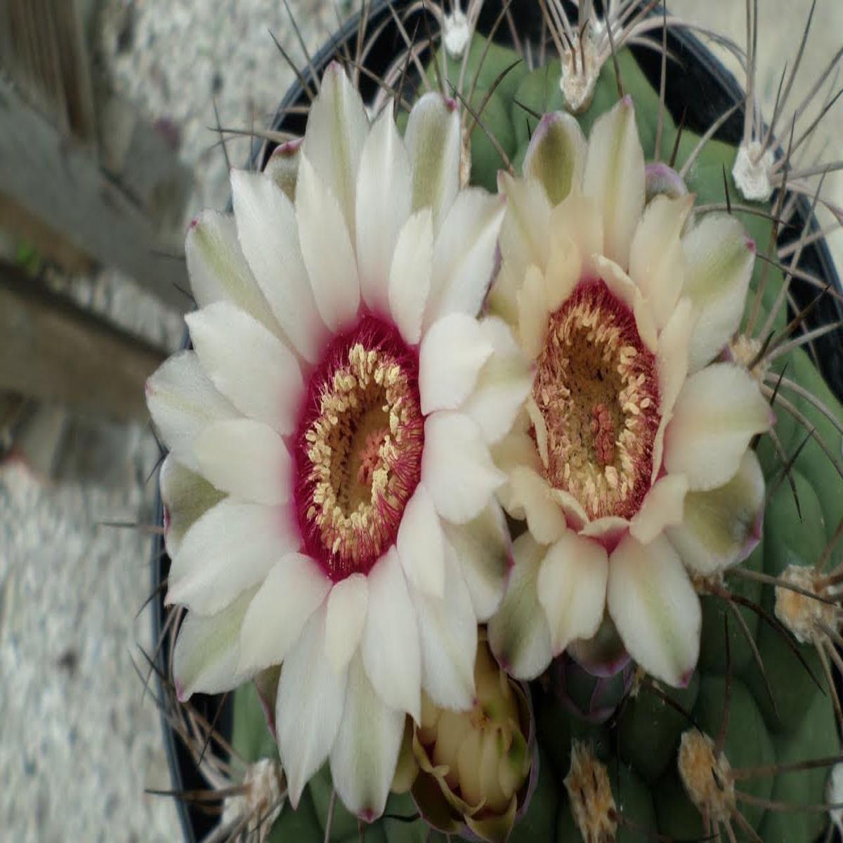 Gymnocalycium Flower Seeds Heirloom Non-GMO Seeds for Cactus Garden Planting