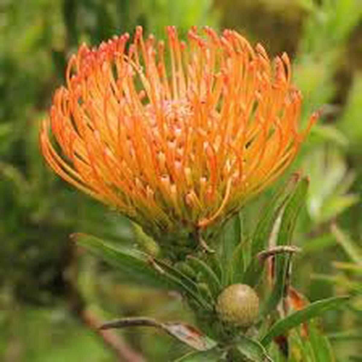 Leucospermum Flower Seeds for Planting 100 pcs