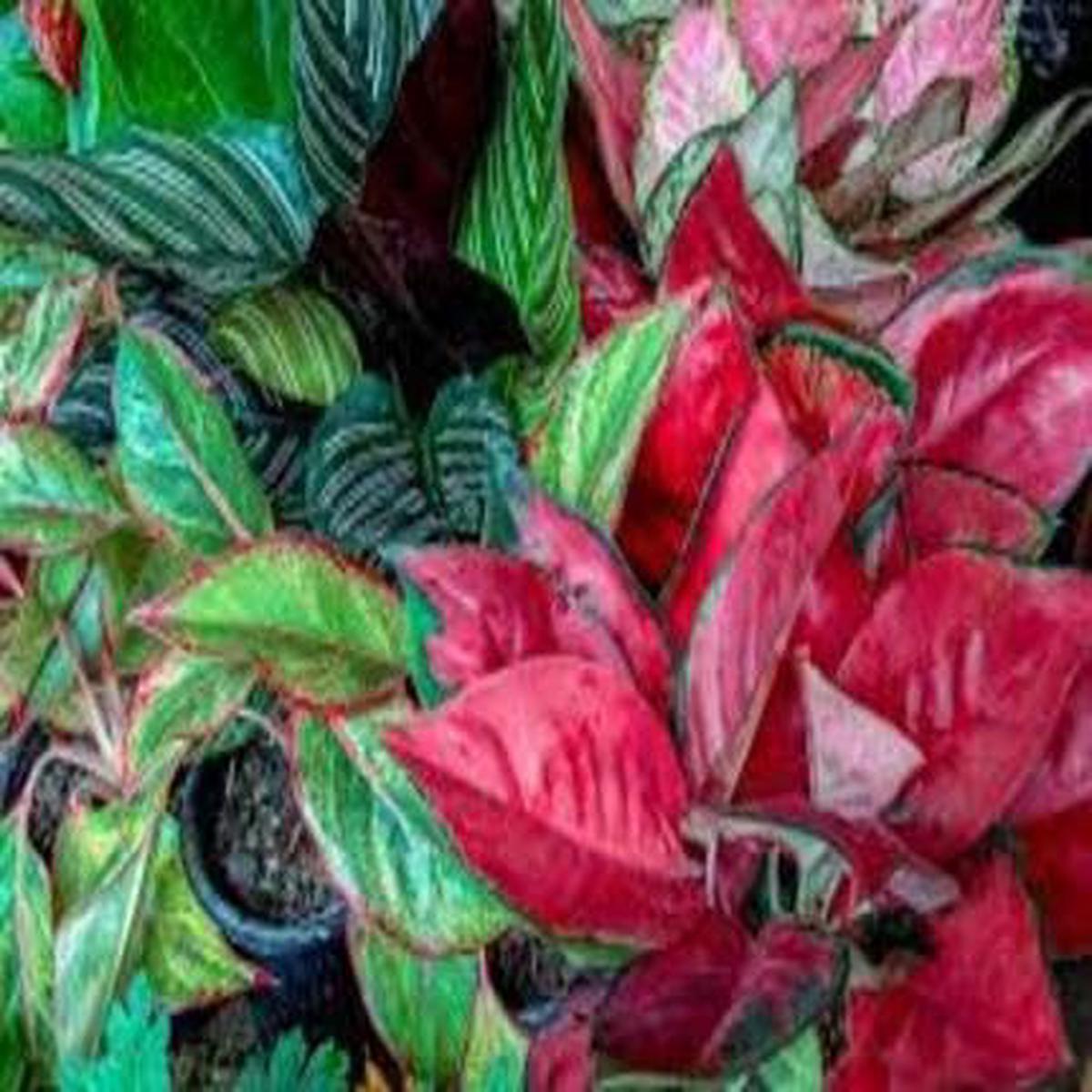 Mixed Aglaonema - Heirloom, Non - Gmo Seeds