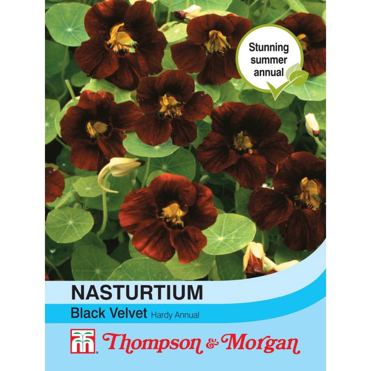 Nasturtium Black Velvet