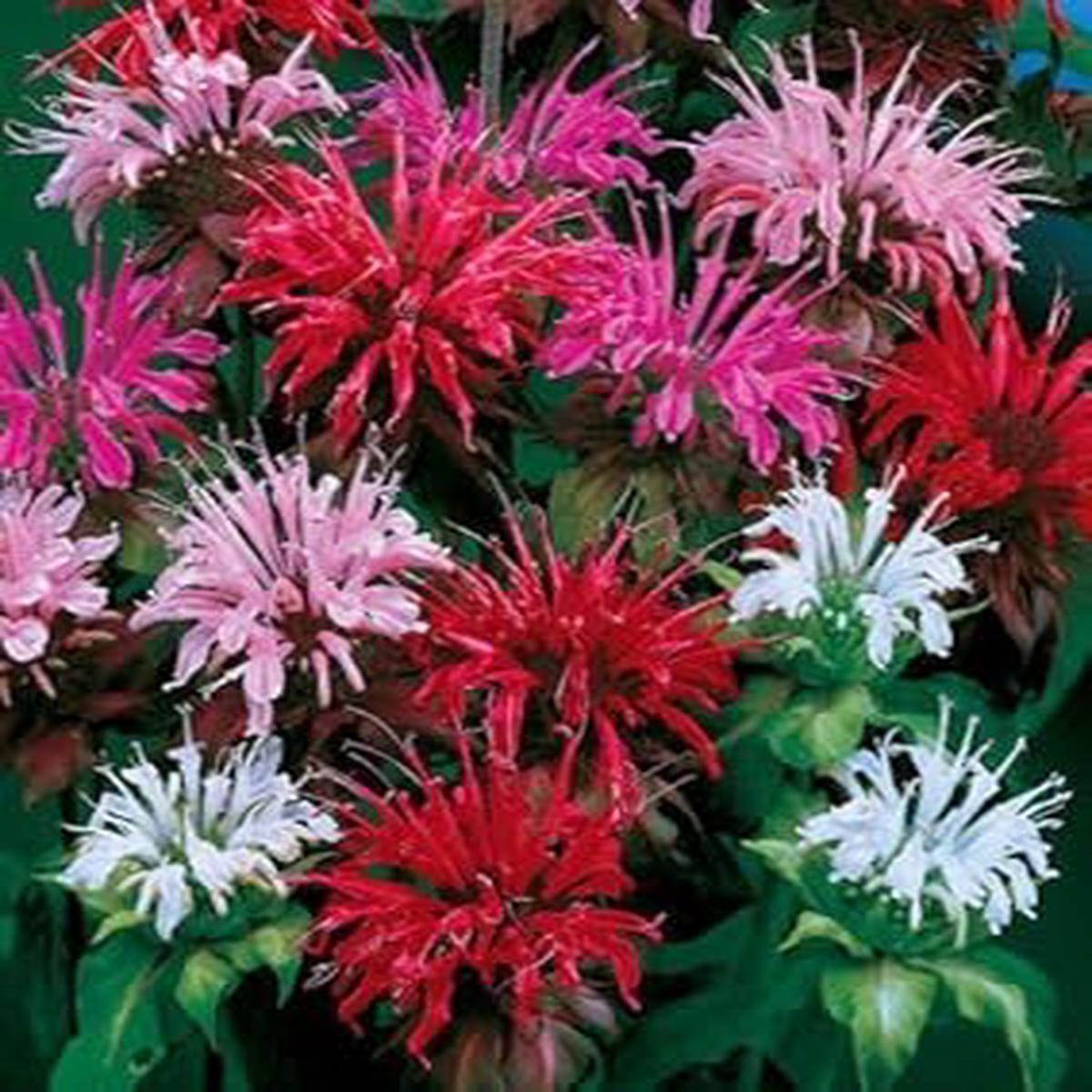 Organic Mixed Panorama Flower Seeds for Planting Heirloom, Non-GMO