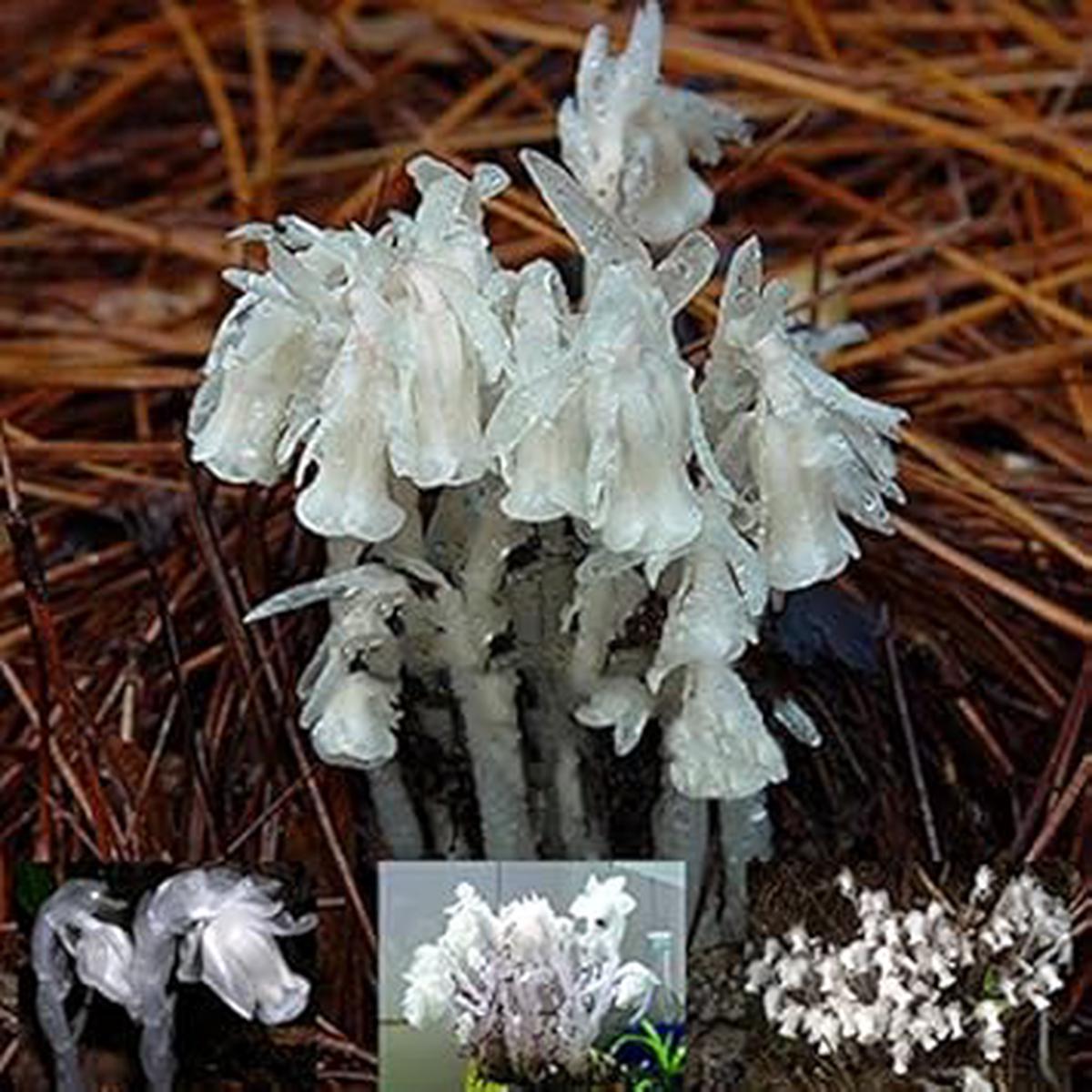 Organic White Monotropa Uniflora Flower Seeds for Planting Heirloom, Non-GMO