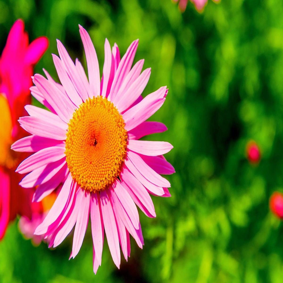 Pink Robinsons Flower Seeds for Planting - NON GMO Seeds