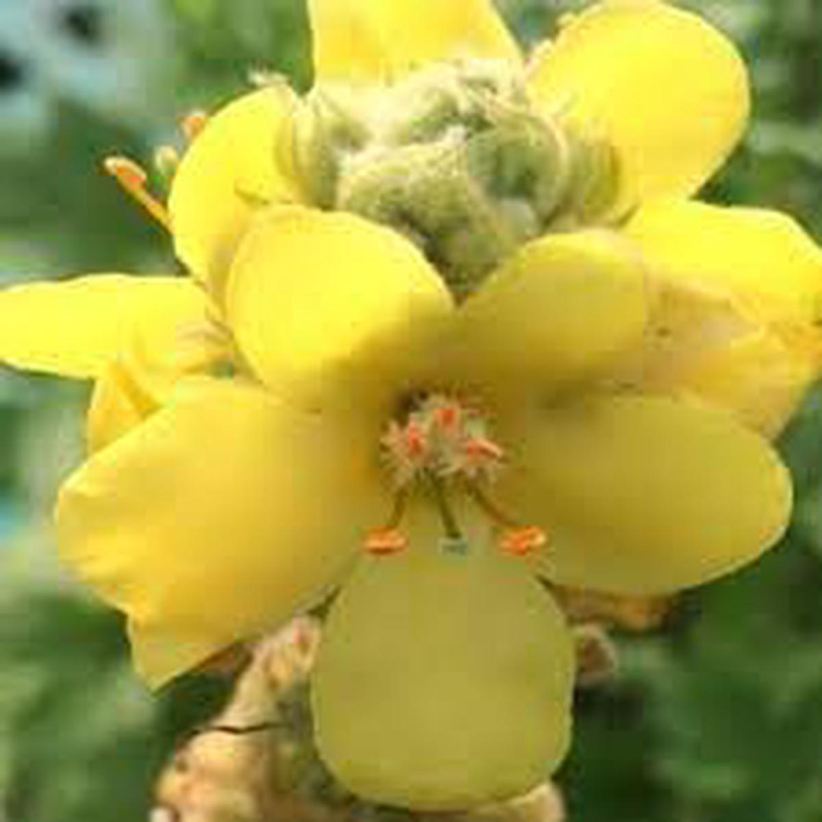 Yellow Verbascum Thapsus Flower Seeds for Planting Heirloom, Non-GMO, High Germination Organic Garden Seeds
