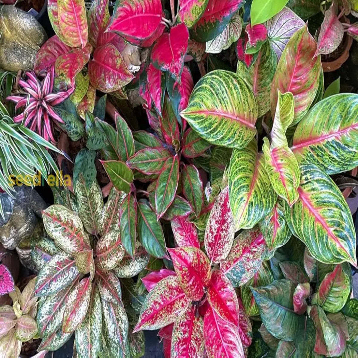 Aglaonema Plant Seeds for Planting Premium Quality Seeds
