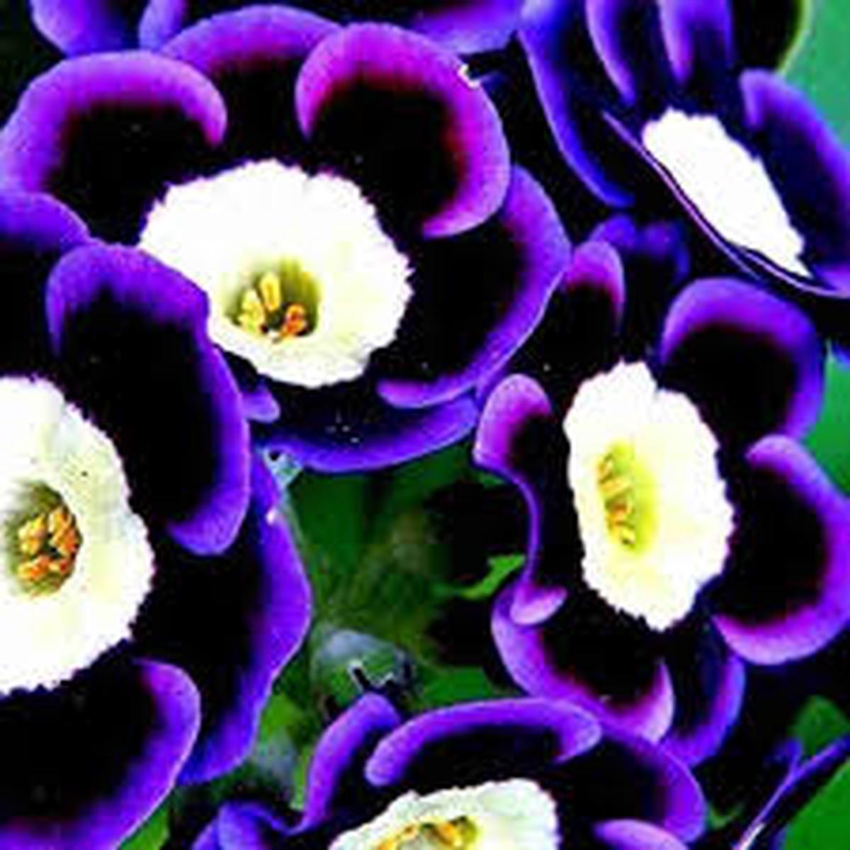 Blue Phantom Petunia Seeds Heirloom Non-GMO Long Bloom Flowers for Home Garden Planting
