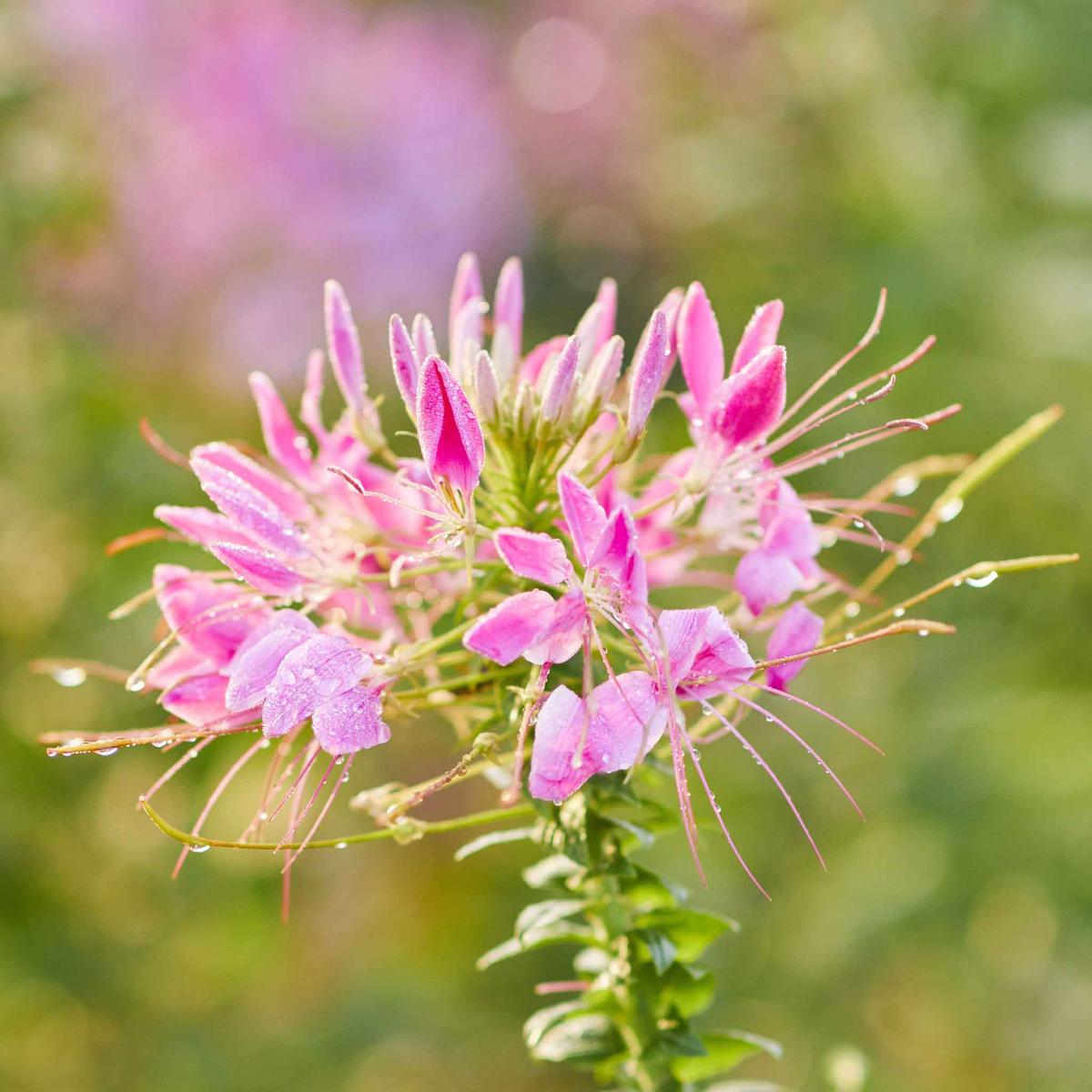 Bulk Cleome Seeds - Cherry Queen