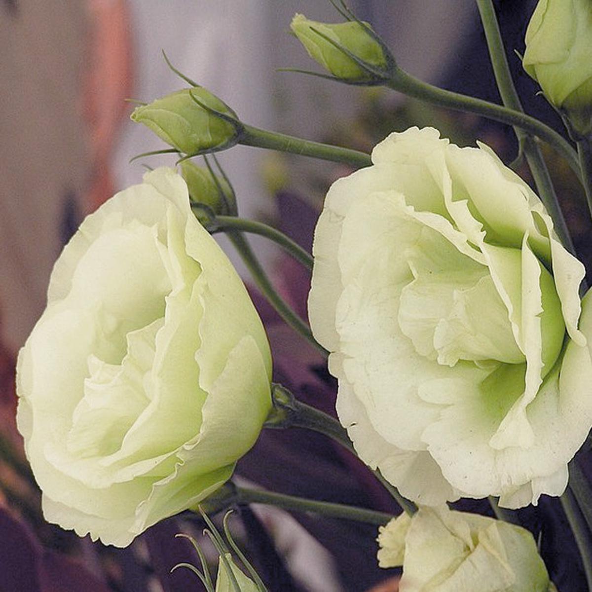 Green Eustoma Lisianthus Flower Seeds for Planting Heirloom Non-GMO Organic Garden Seeds