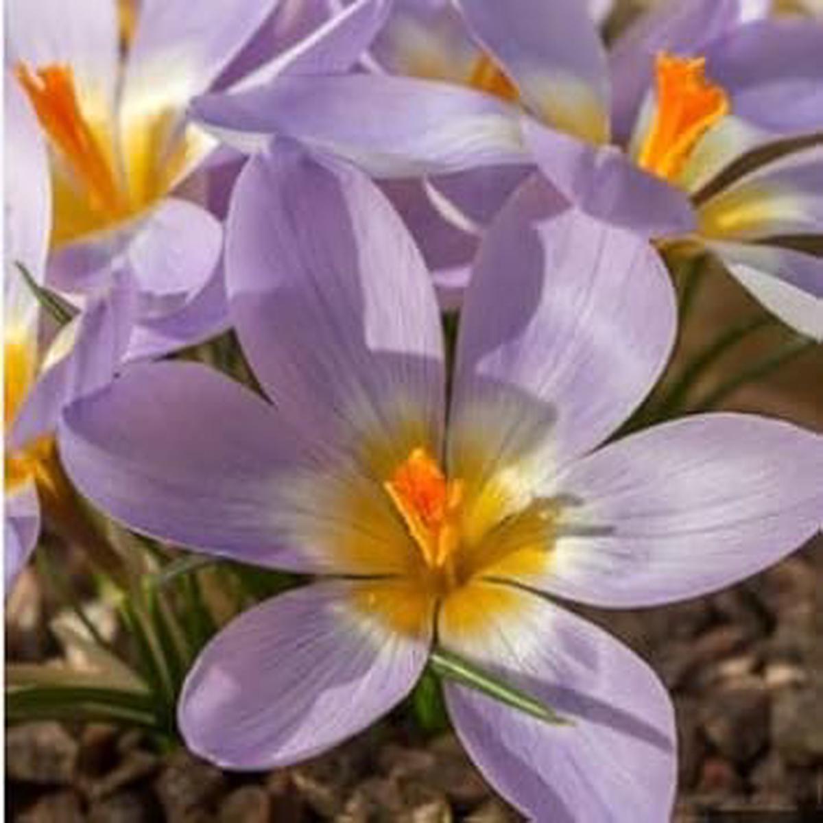 Heirloom Blue Yellow Crocus Flower Seeds Non-GMO Early Spring Garden Blooms for Planting