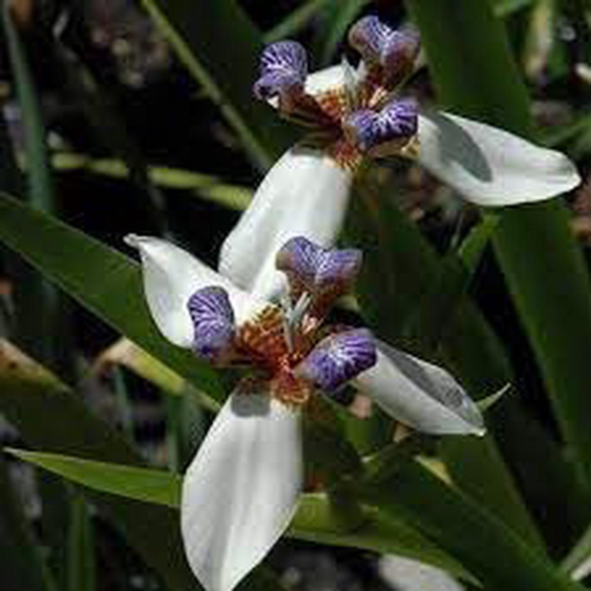 Heirloom Non-GMO Gracilis Flower Seeds for Planting Elegant Blooms for Home Gardens