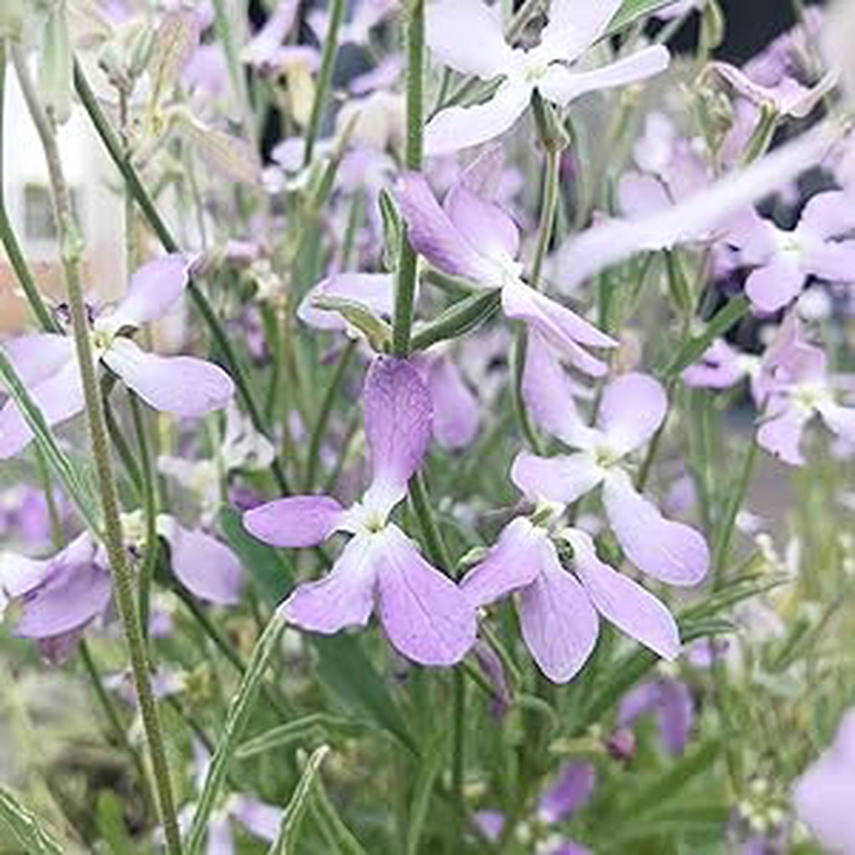 Mathiola Flower Seeds for Planting in Flower Bed & Garden