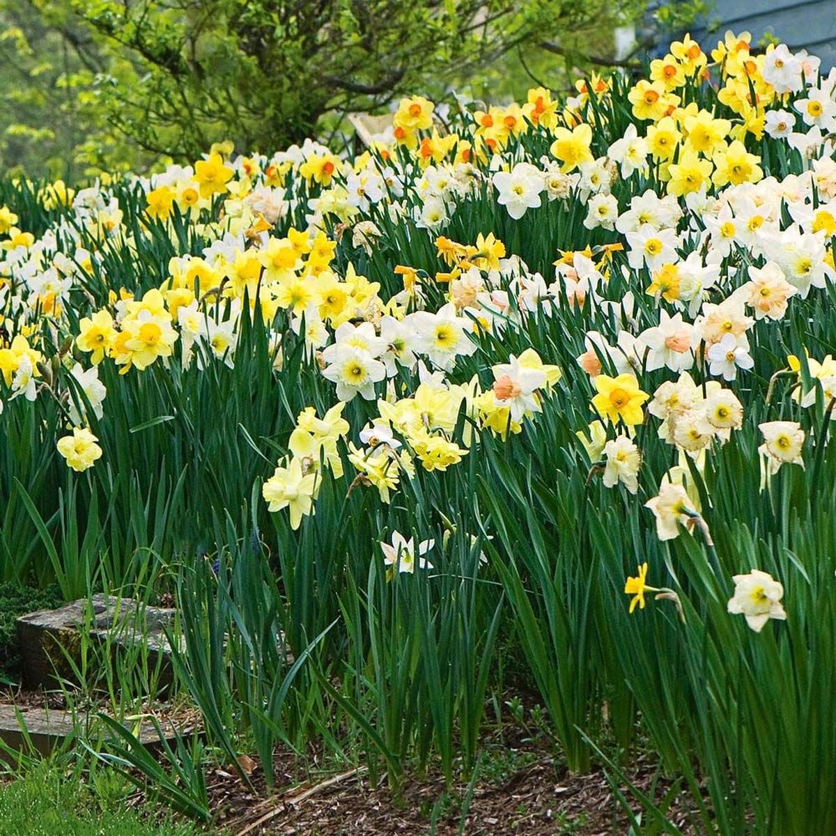 Mixed Colour Narcissus Flower Seeds for Planting Heirloom Non-GMO High Germination Seeds