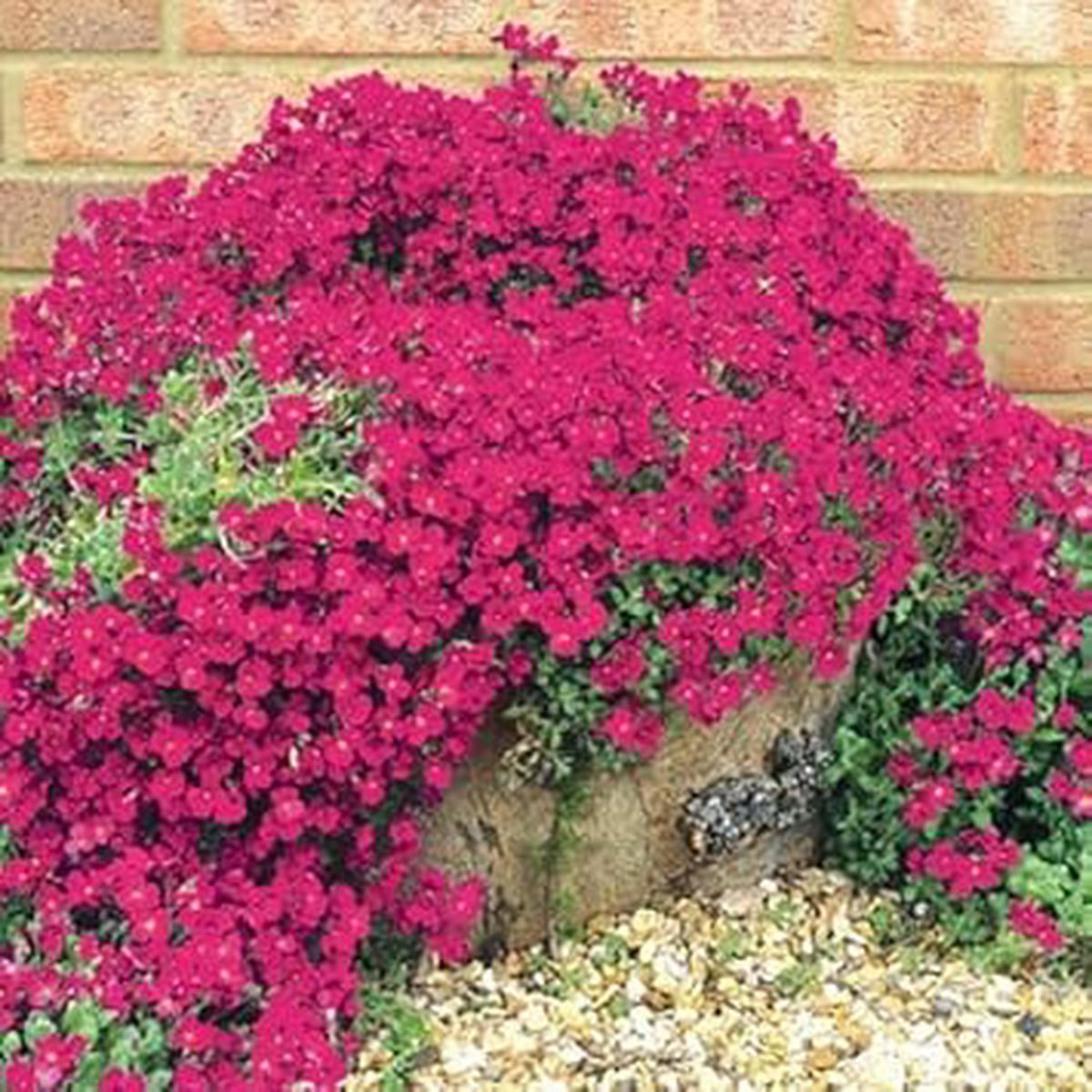 Pink Cascading Flower Seeds for Planting Organic, Heirloom, Non-GMO Seeds