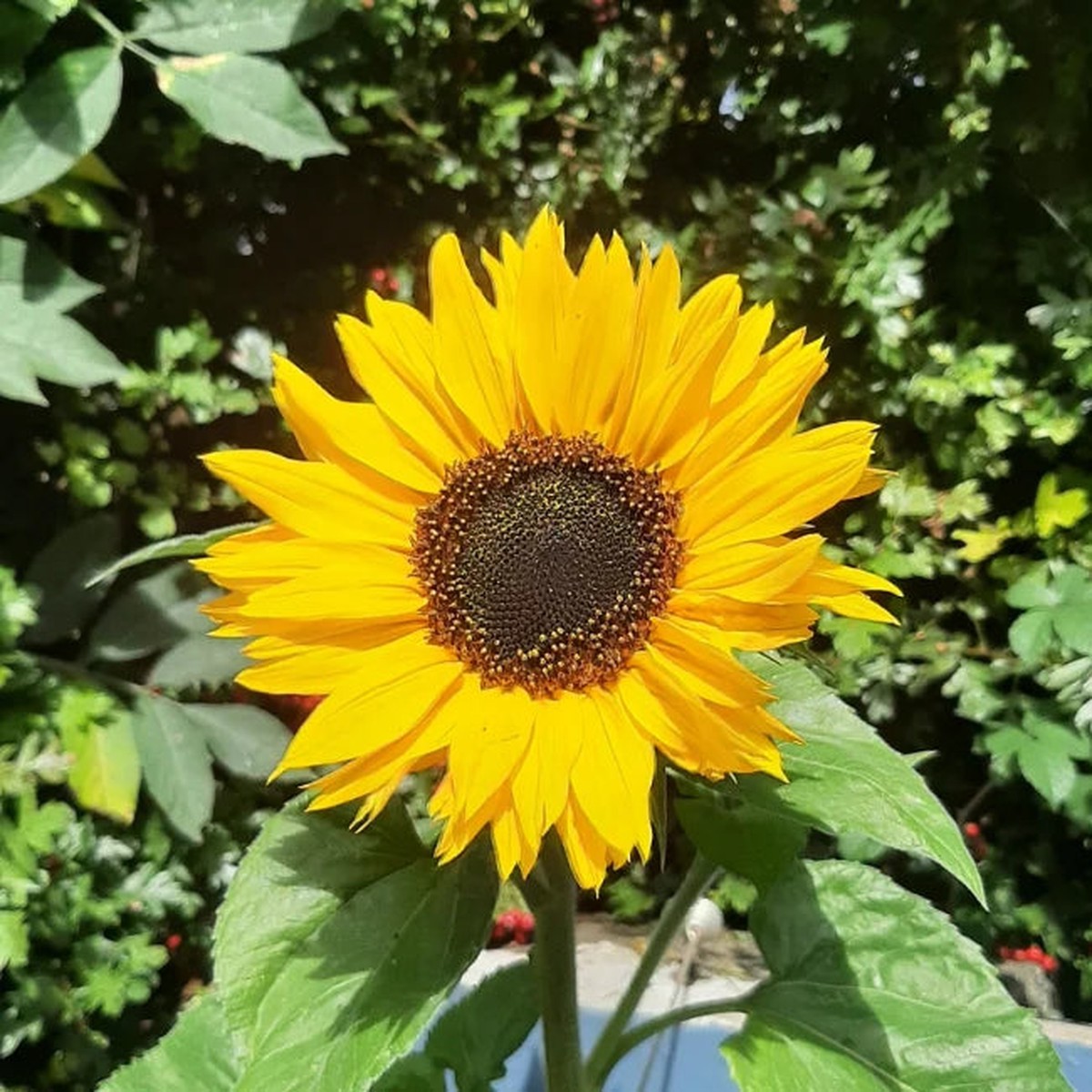 Skyscraper Sunflower Seeds Heirloom, Non-GMO Flower Seeds for Planting