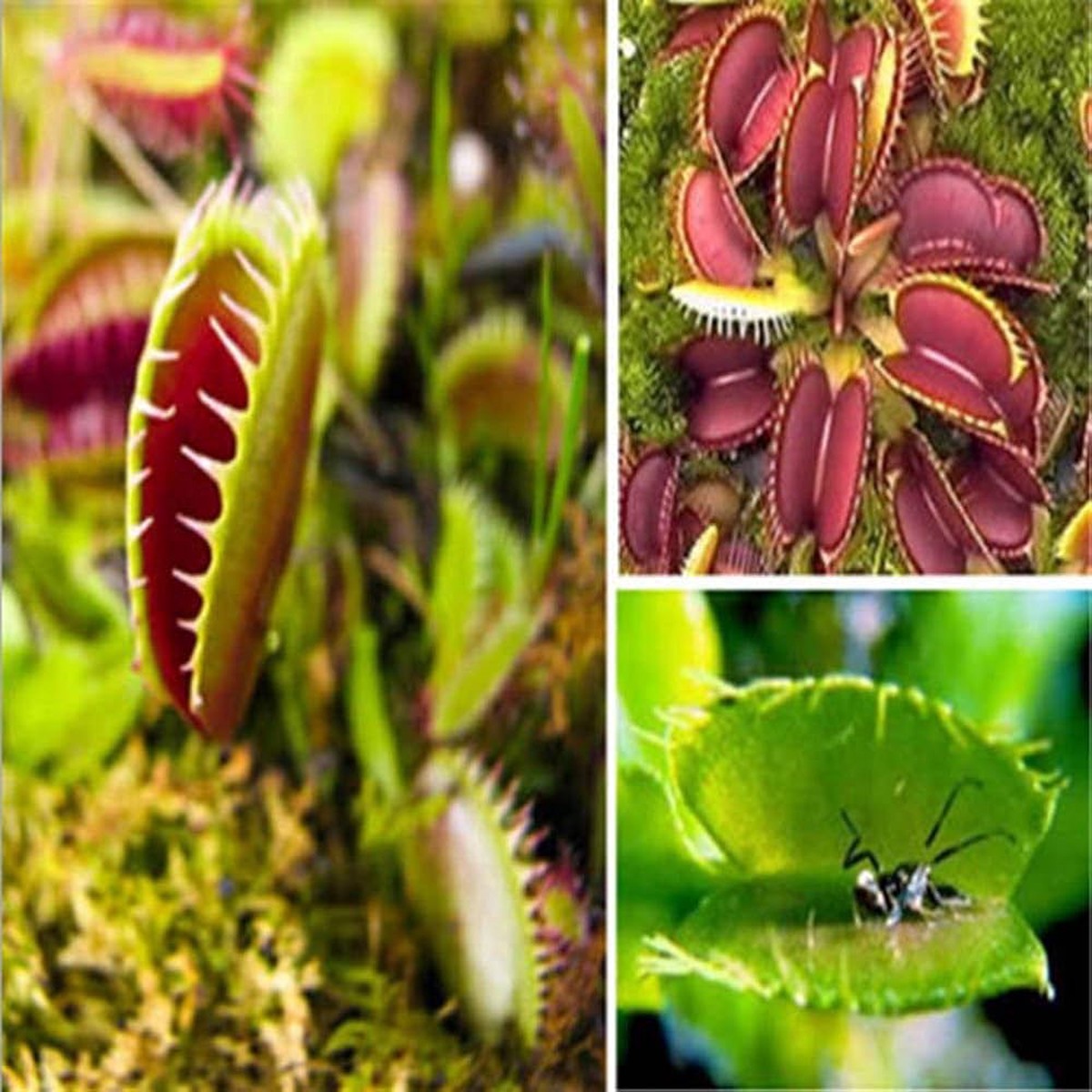 Venus Flytrap Dionaea Muscipula Carnivorous Plant For Home Garden Display Flower Seeds for Home