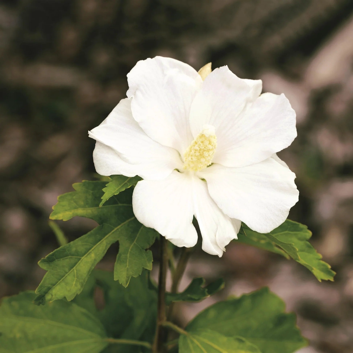 White Sharon Rose Plant Seeds for Planting Non-GMO, Heirloom Garden Seeds for Growing