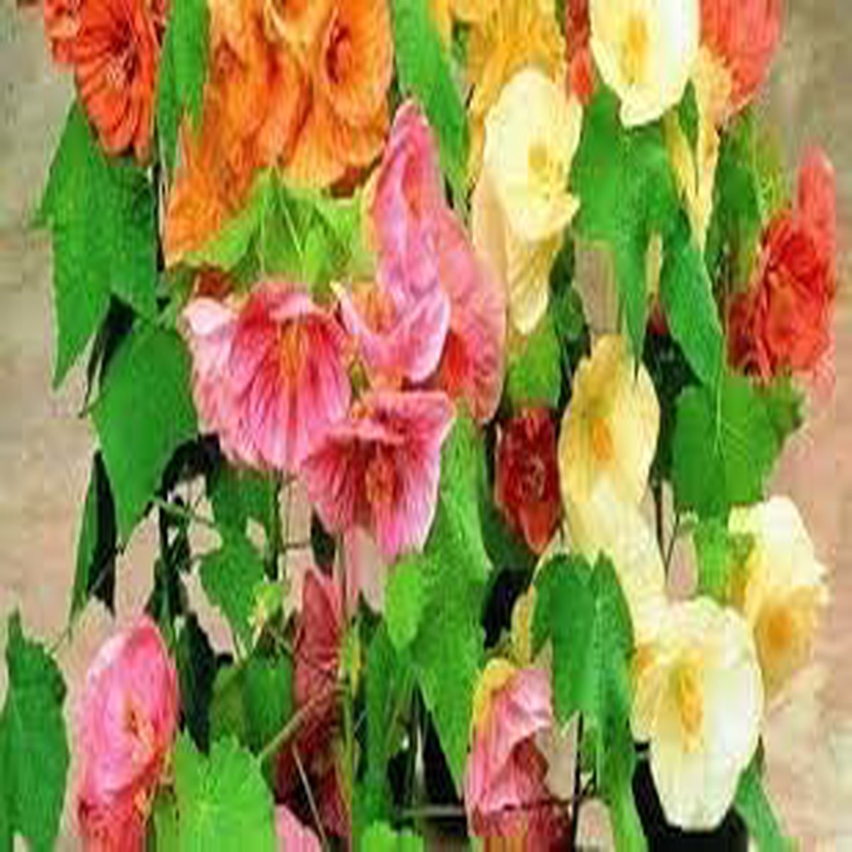 Abutilon Bellvue Flower For Planting Flower Seeds for Home Garden Planting, Exotic Organic Blooming