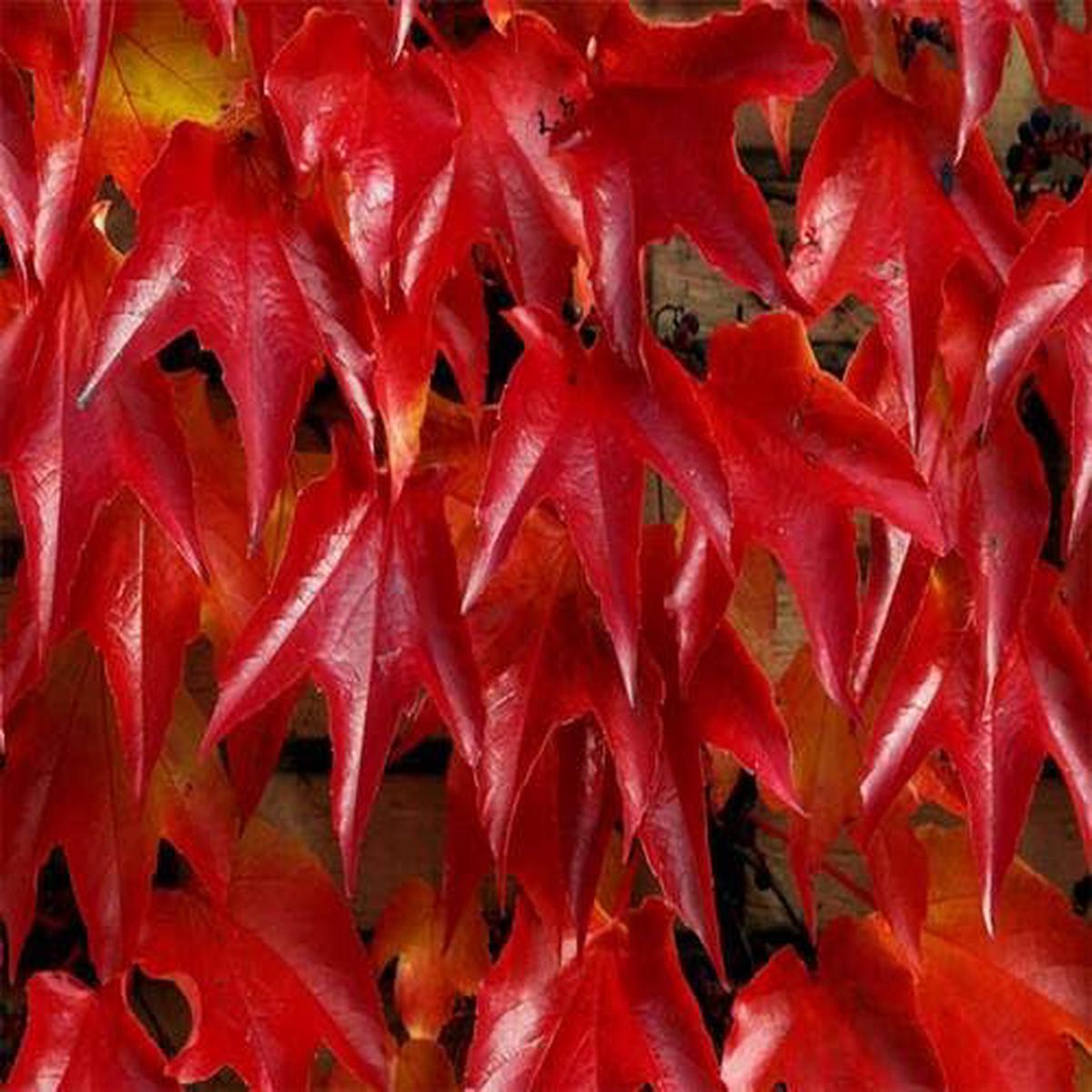 Boston Ivy Red - Heirloom, Non - Gmo Seeds