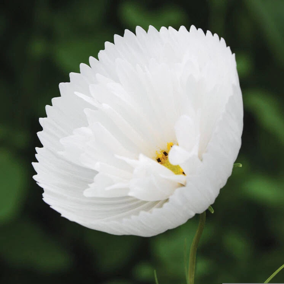 Cosmos Cupcake White Seeds Seeds Per Packet Seeds Heirloom, Non-GMO, High Germination Organic Garden Seeds